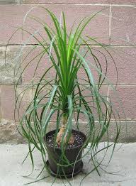 Image result for Beaucarnea recurvata