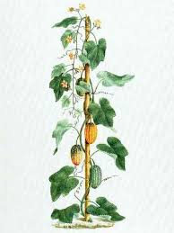 Image result for Coccinia adoensis