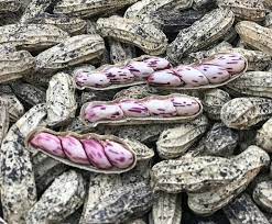 Check spelling or type a new query. Kacang Lurik Kacang Tanah Varietas Unggul Yang Tahan Penyakit Pak Tani Digital