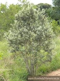 Image result for Brachylaena discolor