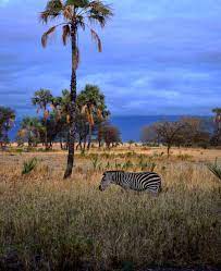 Ultimate Guide For African Wildlife Kadealo Africa African Wildlife African Cats African Animals