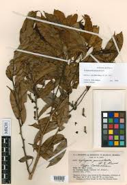 Image result for Xylopia wilwerthii