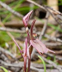 Image result for Ancylobothrys robusta