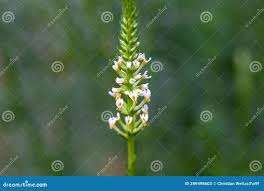 Image result for Hebenstretia dentata