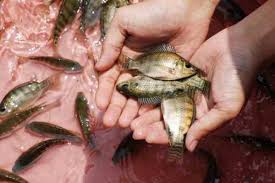 Budidaya Nila Di Kolam Kecil Sebagai Solusi Lahan Sempit