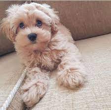 Posh Poos - Maltipoo Cavapoochon Puppies Maltipoo Dog Maltipoo Puppy Puppies