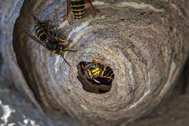 5 natural remedies to get rid of hornets & wasps in the attic. Is Removing A Wasp Nest Necessary Pest Uk Wasps