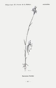 Image result for Platycoryne crocea