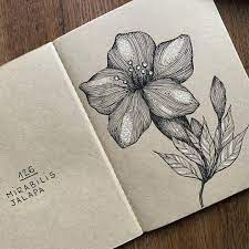 Alice On Instagram Mirabilis Jalapa Something About This Flower Mirabilis Jalapa Is Also Known As The Marvel In 2021 Clock Flower Flower Drawing Art Journal