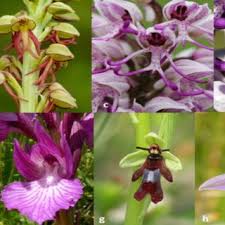 Dracula simia, b) Anguloa uniflora, c ...