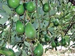 Late spring or early summer summer: Avocados Bring Muscle Moolah Power Bengaluru News Times Of India