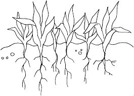 Pflanzen Mit Wurzeln Ausmalbild Malvorlage Blumen