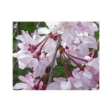 The weeping higan cherry can be grown in usda planting zones 4 to 8. Prunus Subhirtella Pendula Rosea Weeping Cherry Tree Windlestone Nursery Garden Centre In Ferryhill Durham