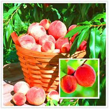 Read on to find out how to grow peach trees in containers and about container peach tree care. Sweet Peach Plants Autumn Red Peach Tree Fruit Plantas Drawf Indoor Bonsai For Home Garden Potted Plant Floresling 10 Pcs Buy At The Price Of 0 29 In Aliexpress Com Imall Com
