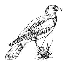 Extremely attractive illustrations that could easily be used as more. Texas Harris Falcon Bird Coloring Pages Netart