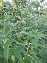Image result for Vitex thyrsiflora