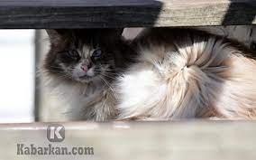 Maybe you would like to learn more about one of these? Kode Alam Kucing Kawin Ketabrak Mati 2d 3d 4d Erek Erek Primbon