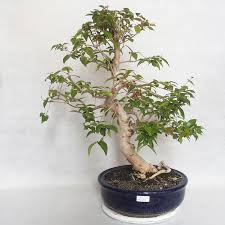 Ouch, it's been more than it seems that as a tropical plant, the eugenia tree needs to stay indoors during the cold winters, though. E Bonsai Indoor Bonsai Australian Cherry Eugenia Uniflora