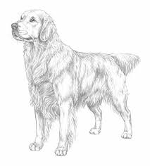 Download this adorable dog printable to delight your child. Golden Retriever Puppies Coloring Pages Coloring Home