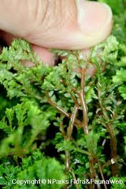 Image result for Selaginella soyauxii