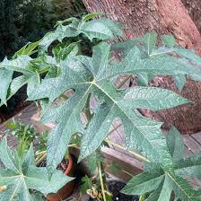 Image result for Vasconcellea pubescens