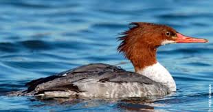 Identification Water Birds Of Colorado Pin By Sally Bailey On Water Shore Birds Canadian Wildlife Bird Life List Waterfowl Hunting