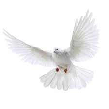 White Flying Pigeon Png Image Png Image White Pigeon Flying Pigeon White Bird