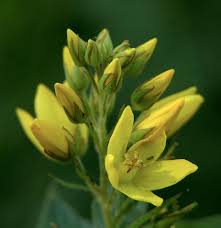 Image result for Lysimachia ruhmeriana