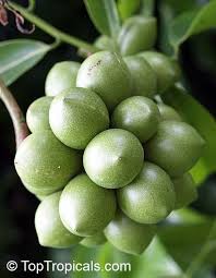 Image result for Artabotrys