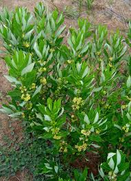 Image result for Fadogia gossweileri