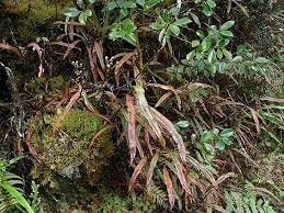 Image result for Oleandra distenta