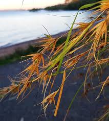 Image result for Themeda triandra