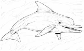 Free, printable coloring pages for adults that are not only fun but extremely relaxing. Dolphins Free Printable Coloring Pages For Kids