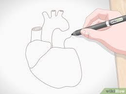 Check spelling or type a new query. How To Draw A Human Heart With Pictures Wikihow
