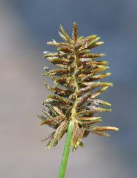 Image result for Cyperus ruwenzoriensis