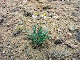 Image result for Hypertelis