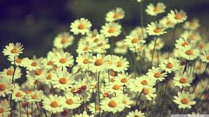Flores Tumblr Vintage 1920x1080 Wallpaper Teahub Io Download hd wallpapers for free on unsplash. flores tumblr vintage 1920x1080