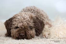 lagotto junghundin tita lagottita ganz entspannt lagotto romagnolo dogs and puppies water dog