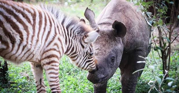 A baby rhino and baby zebra bonded after they lost their mothers to the  same fate: 'They've been inseparable ever since' — Local rangers found  Tytan and Notty before a pack of