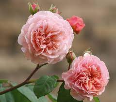 These flowers are native to the mediterranean and are popular for their bright pink and purple, densely clustered flowers that look. Leander Hybrid Tea Rose Stunning Rose Variety Without Thorns For Hassle Free Gardening Thornless Roses Rose Varieties David Austin Roses