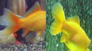 金魚 オスメス 見分け 方