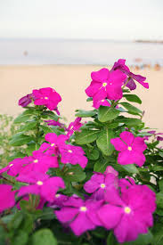 Immagini buongiorno da scaricare gratis per whatsapp e facebook. Fiori Spiaggia Immagini Gratis Da Scaricare Titania Foto