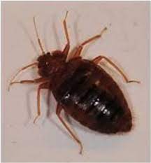 Pest control businesses eliminate or significantly reduce the presence of these pests with chemicals and other treatments. Pest Management Science Vol 74 No 6