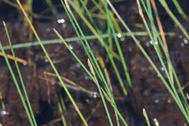 Image result for Eleocharis complanata