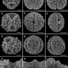 Image result for Platycarpha