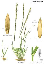 Image result for Lolium