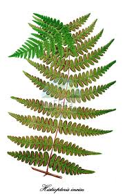 Image result for Dennstaedtiaceae