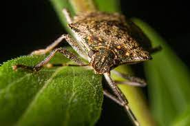 Typical entry points include around door and window frames, electrical outlets. Ewwwww What S That Smell Stink Bug Houseman Pest