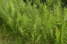 Image result for Vahadenia