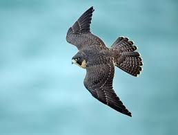 (( ابوفهد )) عقاب بن صقر شاهين الحر عدد التعليقات : ØµÙ‚Ø± Ø§Ù„Ø´Ø§Ù‡ÙŠÙ† Ø§Ø³Ø±Ø¹ Ø§Ù„Ø·ÙŠÙˆØ± ÙÙŠ Ø§Ù„Ø¹Ø§Ù„Ù… Ø³Ø­Ø± Ø§Ù„ÙƒÙˆÙ†